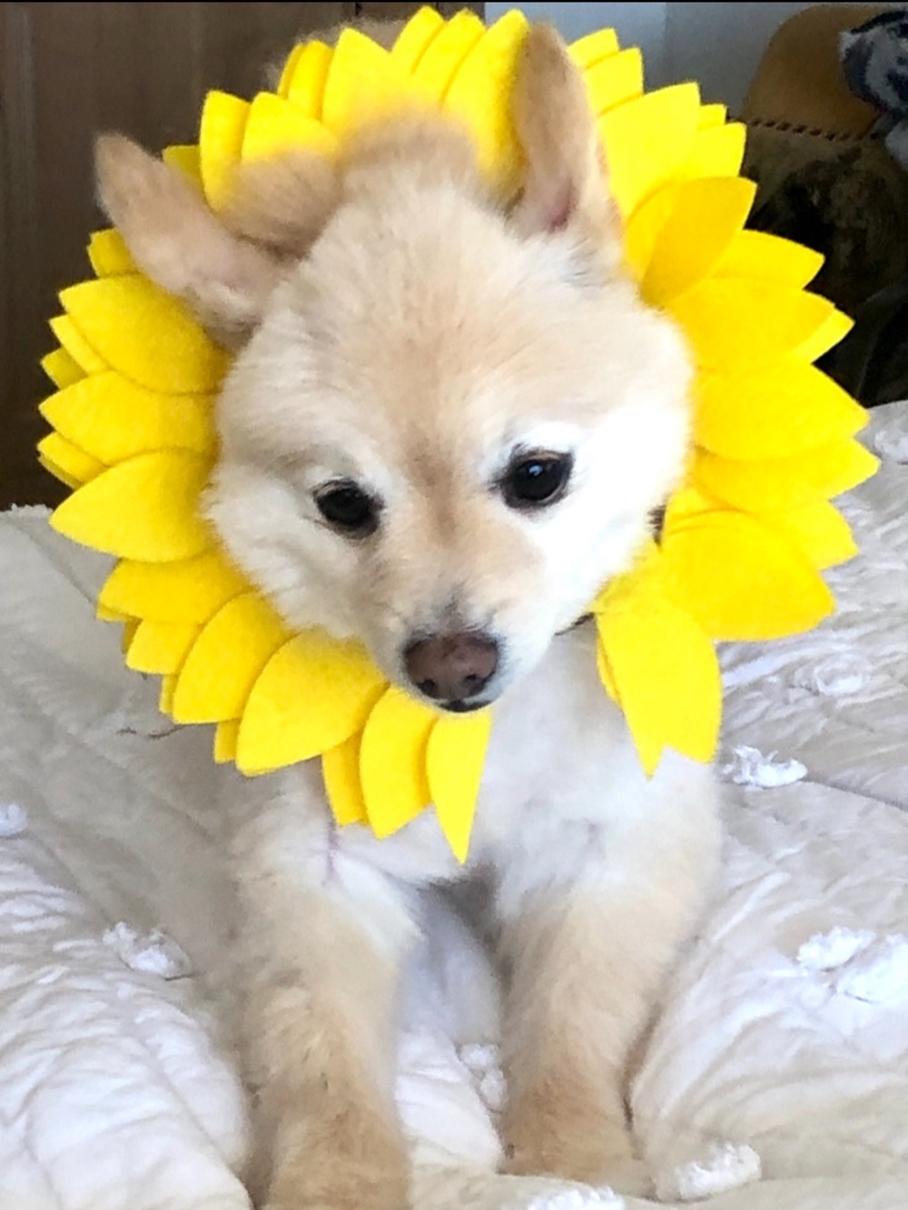 Pet Halloween costumeHyde & EEK! Boutique Sunflower Cat and Dog Headpiece Costum